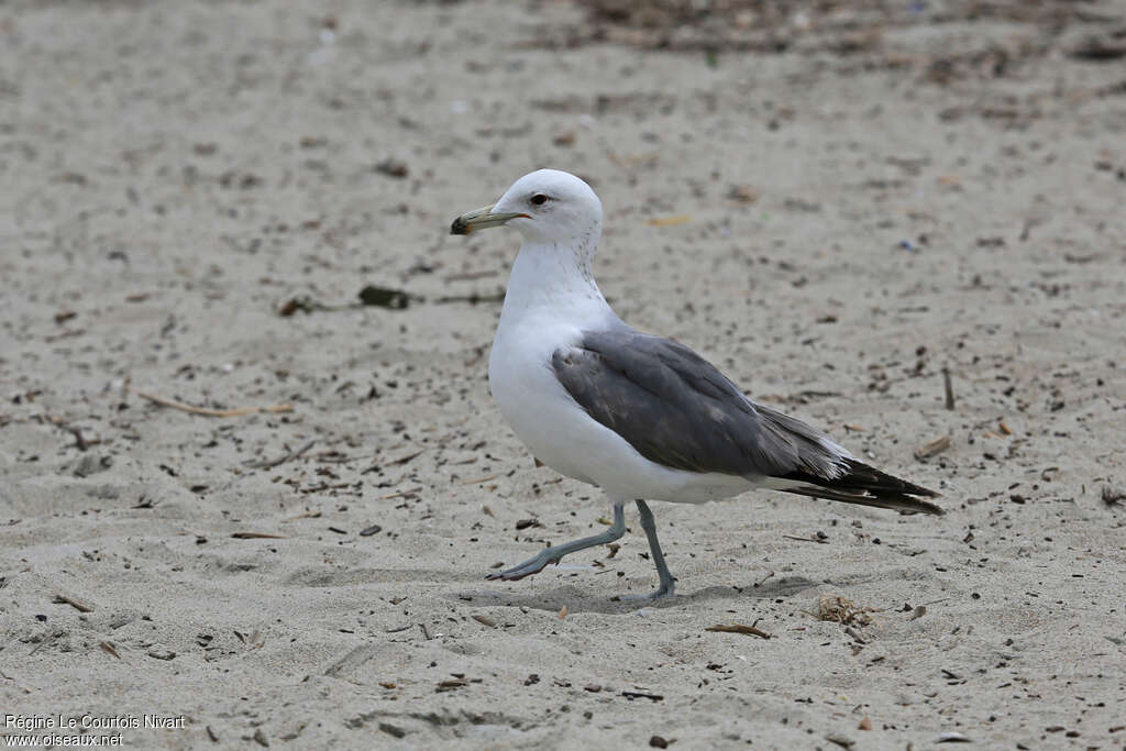 California Gull