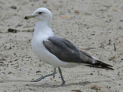 California Gull