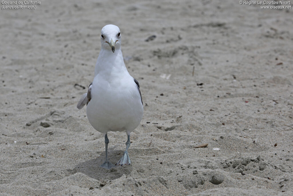 California Gull