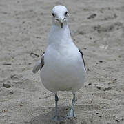 California Gull