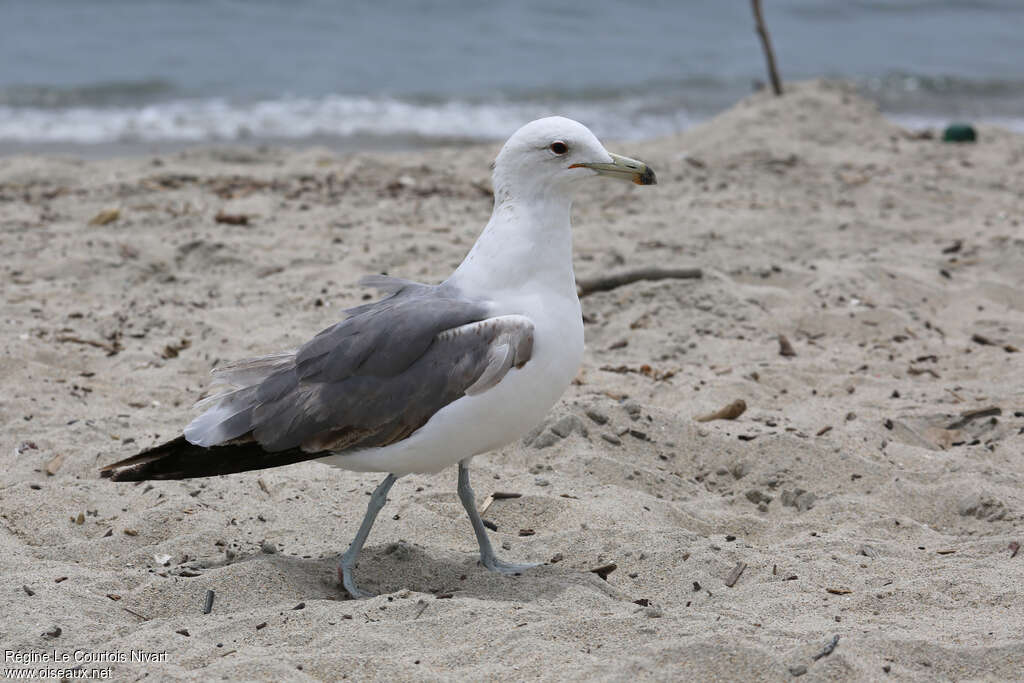 California Gull