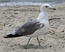 California Gull