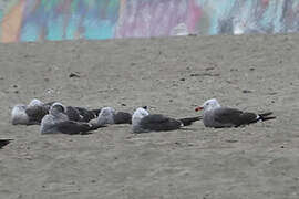 Heermann's Gull