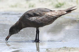 Heermann's Gull