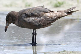 Heermann's Gull