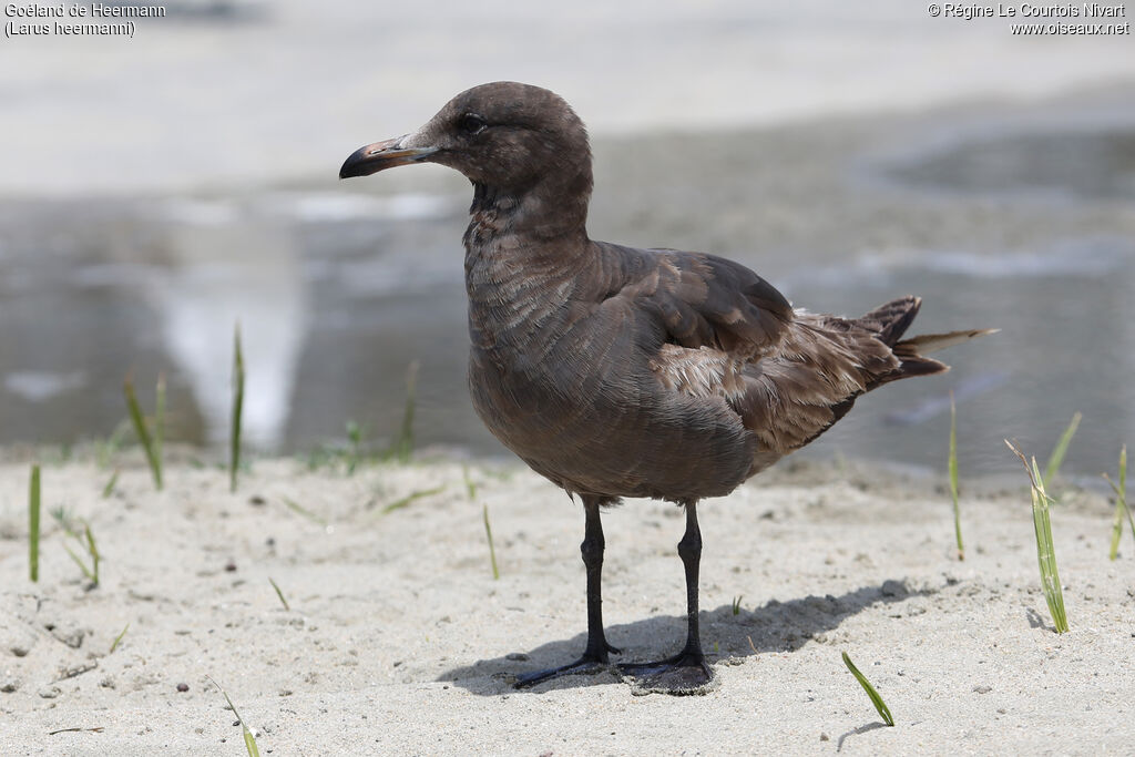 Heermann's Gull