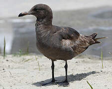 Heermann's Gull