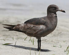 Heermann's Gull