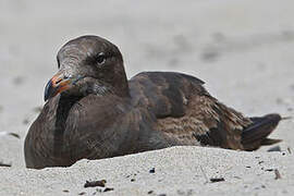 Heermann's Gull