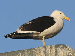 Kelp Gull