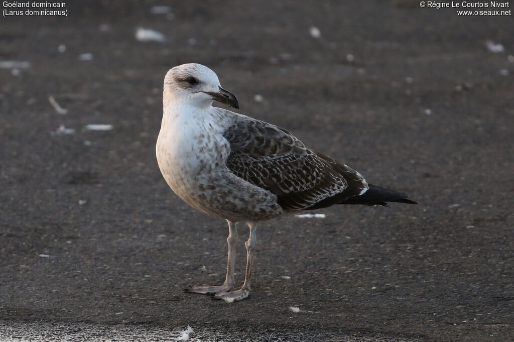 Goéland dominicainimmature