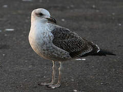 Kelp Gull