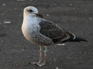 Goéland dominicain