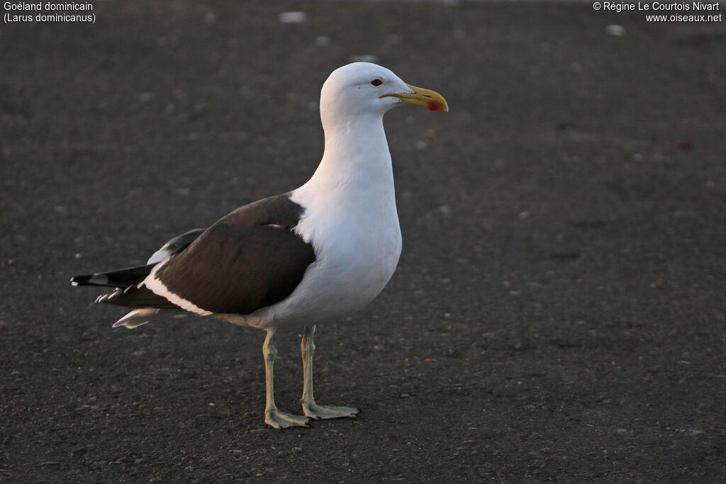 Kelp Gull