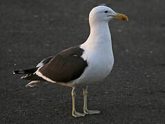 Kelp Gull