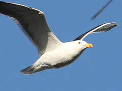 Kelp Gull
