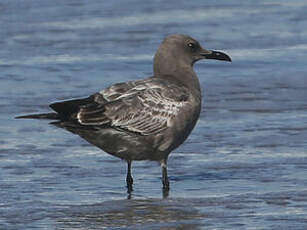 Goéland gris