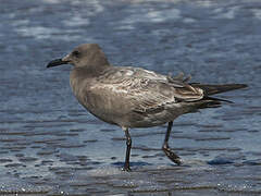 Grey Gull