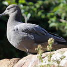 Goéland gris