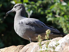 Grey Gull