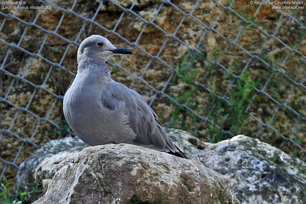 Goéland gris