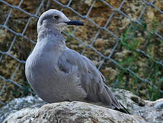 Grey Gull