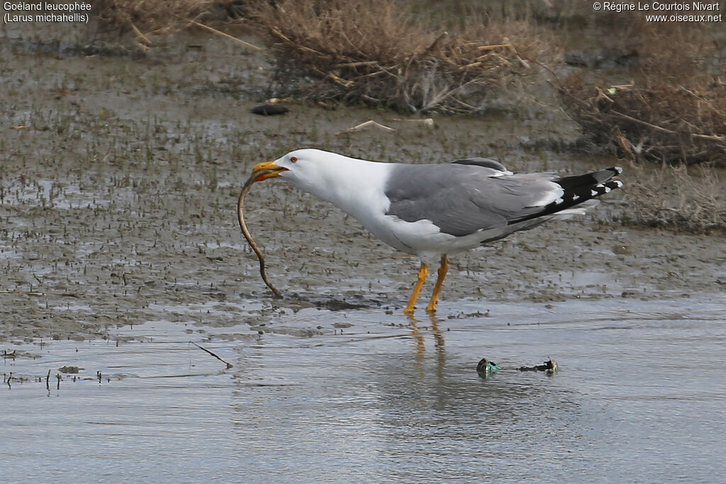 Goéland leucophée, régime, pêche/chasse