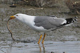 Yellow-legged Gull