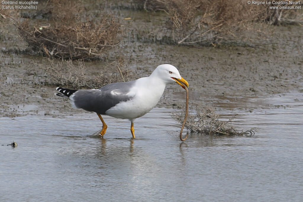 Yellow-legged Gull, feeding habits