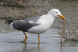 Yellow-legged Gull