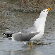 Yellow-legged Gull