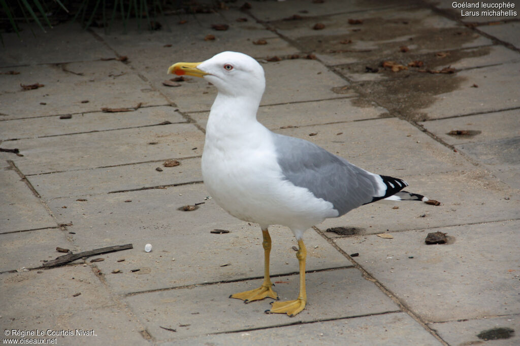 Yellow-legged Gulladult, identification