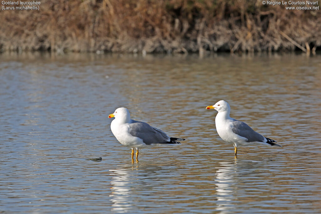 Yellow-legged Gulladult