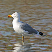 Yellow-legged Gull