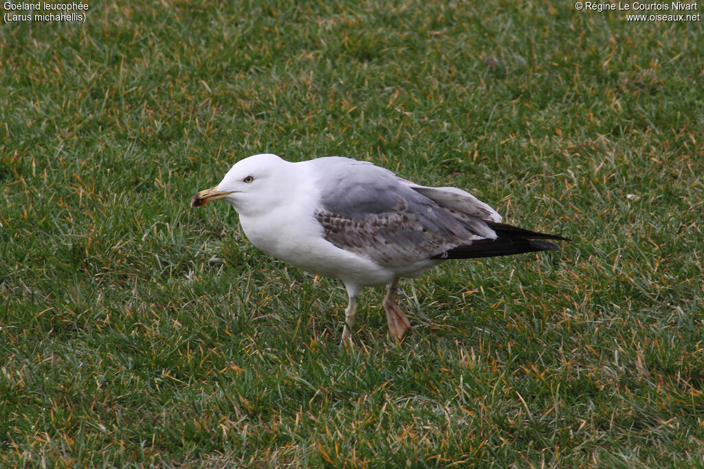 Goéland leucophée