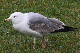 Yellow-legged Gull