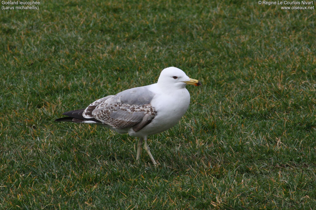 Yellow-legged Gull