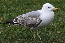 Yellow-legged Gull