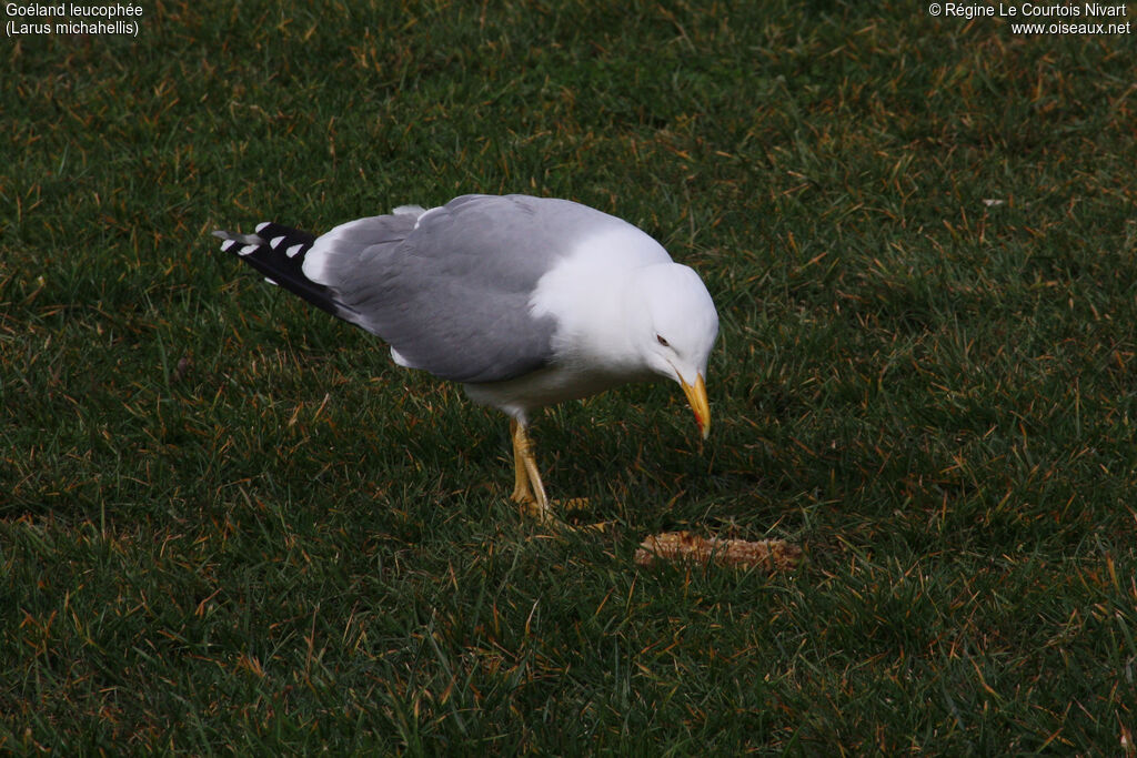 Yellow-legged Gull