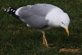 Yellow-legged Gull