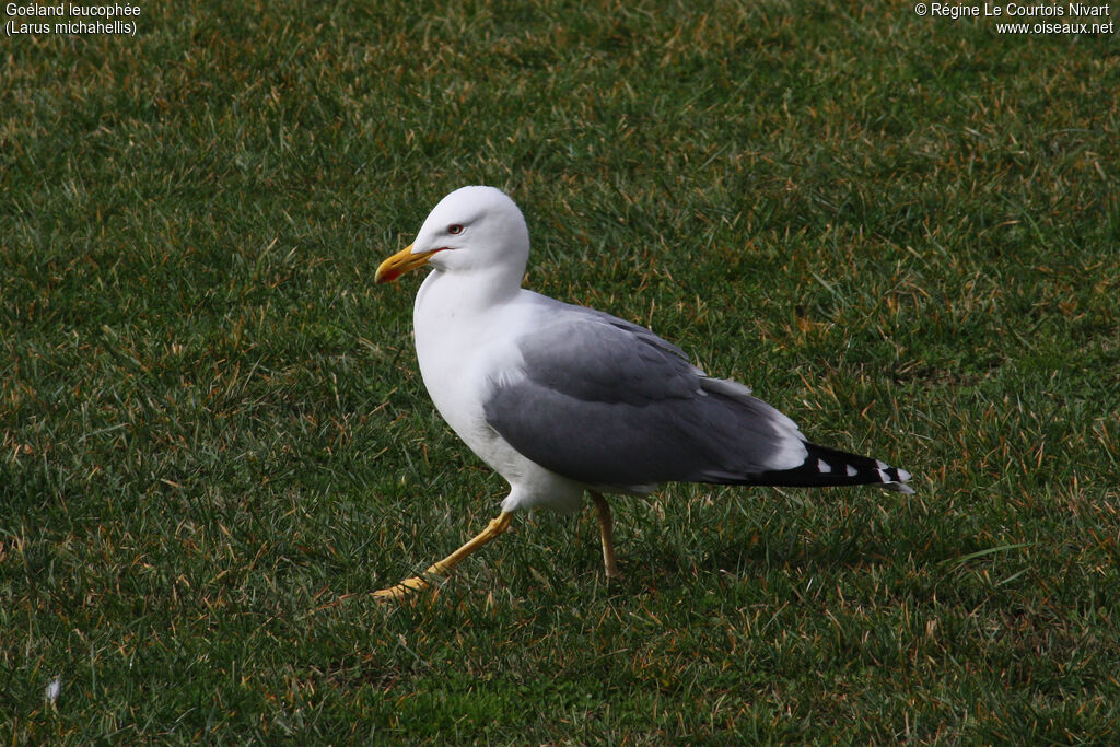 Yellow-legged Gull