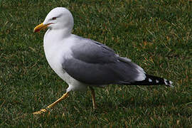 Yellow-legged Gull