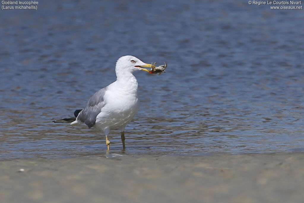 Yellow-legged Gulladult, fishing/hunting