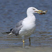 Yellow-legged Gull