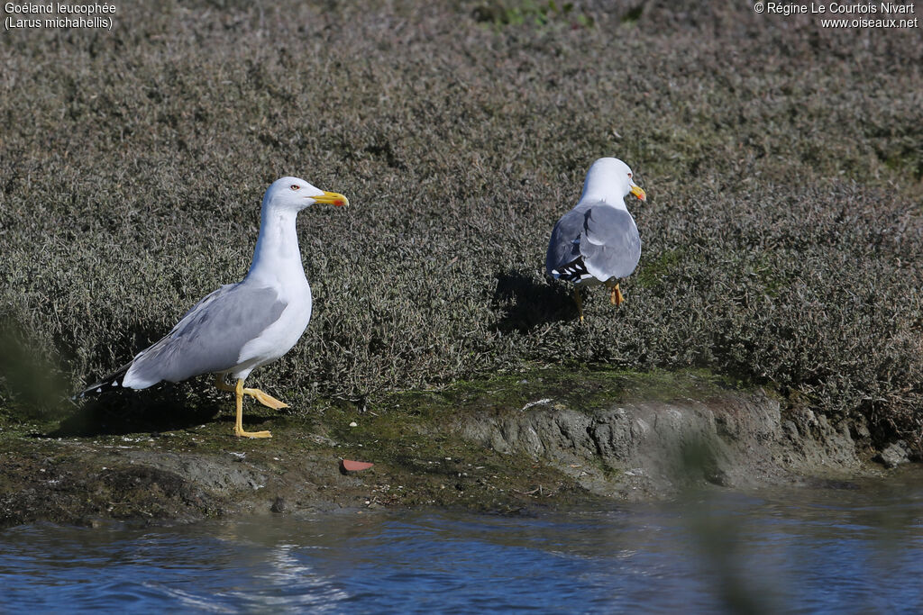 Yellow-legged Gull