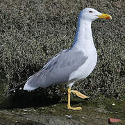 Yellow-legged Gull