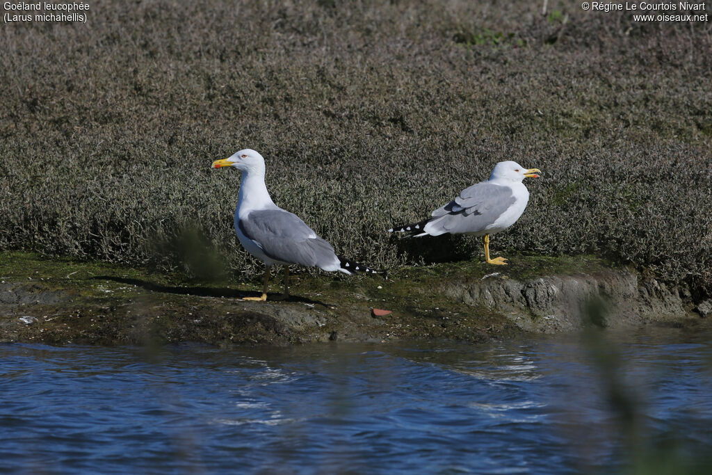 Yellow-legged Gull