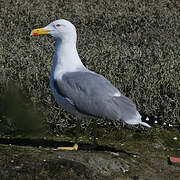 Yellow-legged Gull