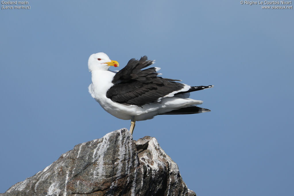 Great Black-backed Gull