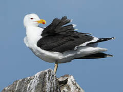 Great Black-backed Gull